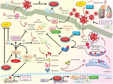 Potential Involvement Of Foxo And Its Downstream Transcriptional Download Scientific Diagram