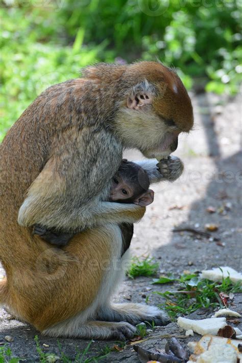 Una Madre Mono Est Alimentando A Sus Cachorros En Medio Del Bosque El