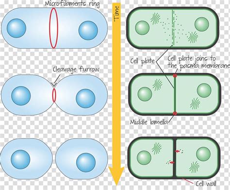 Plant Cell Telophase Diagram