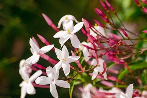 25 Outdoor Plants That Smell Amazing