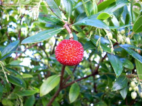 Plantfiles Pictures Arbutus Species Killarney Strawberry Tree