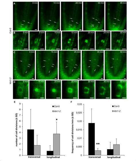Cell Divisions In Procambium Of The Primary Root Apex Of Plants