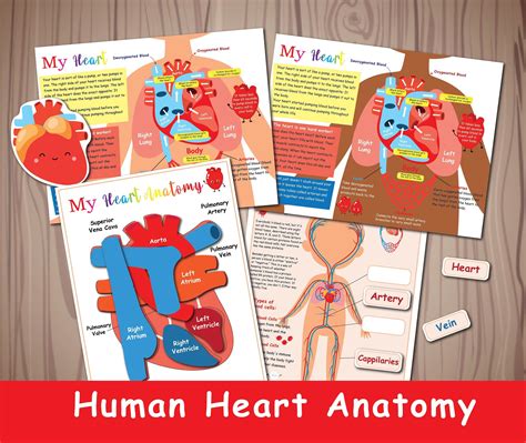 Human Heart Anatomy Activity Kids Circulatory System Anatomy Bundle