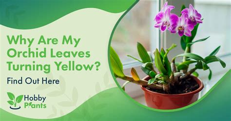 Why Are My Orchid Leaves Turning Yellow [find Out Here]