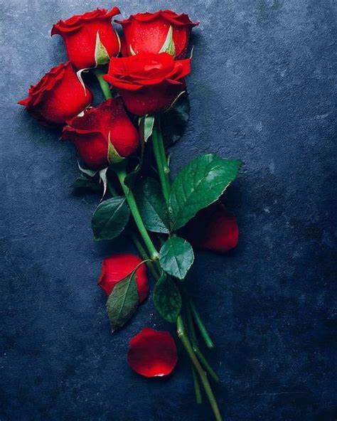 Best Roses On Instagram 🌹🌹🌹 Beautiful 🌹🌹🌹 Roseslover 🌹 Red 🌹 Love