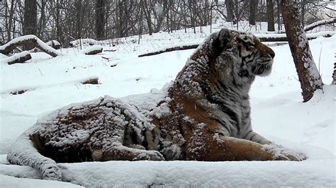 Majestic As Fuck Siberian Tiger R MajesticAsFuck