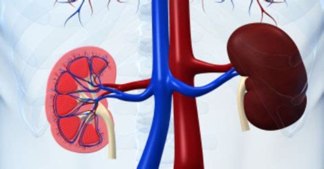 High Creatinine Symptoms | Causes of High Creatinine Level