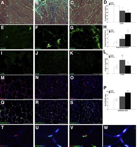 Treatment Of Mdx Mice With Platelet Derived Growth Factor Pdgf Bb