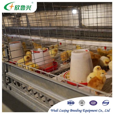 H Type Automatic Chicken Cage Full Automatic Battery Cage For Layer