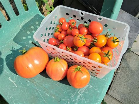 Alans Allotment: Sowing Senshyu Onion Seeds & Transplanting Lettice