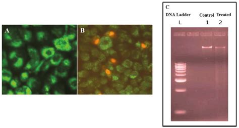 SciELO Brasil In Vitro Release Mechanism And Cytotoxic Behavior Of