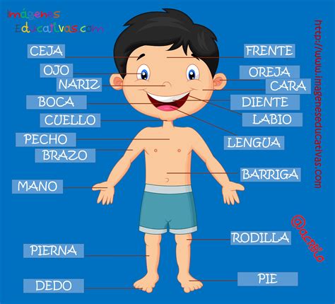 Partes Del Cuerpo En Castellano 3 Imagenes Educativas