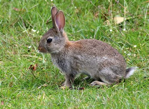 Itchy Bunny Ears Critter Fixers Country Vets Wild Baby Rabbits