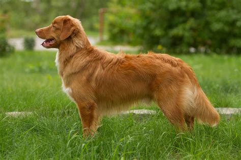 Nova scotia duck tolling retriever - singlesfas