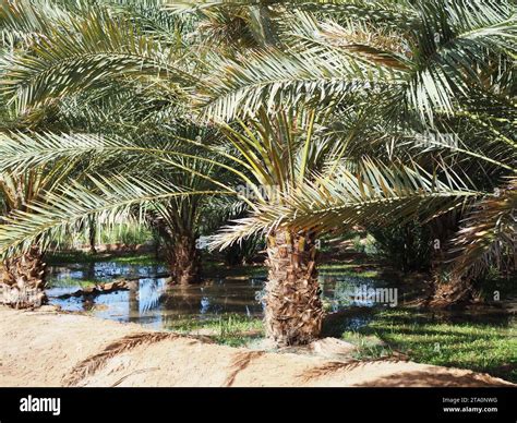 Saudi Arabia Desert House Hi Res Stock Photography And Images Alamy