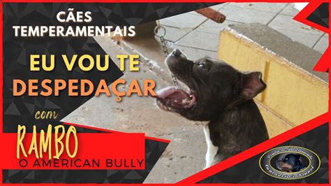 RAMBO American Bully Chegada Ao Canil YouTube