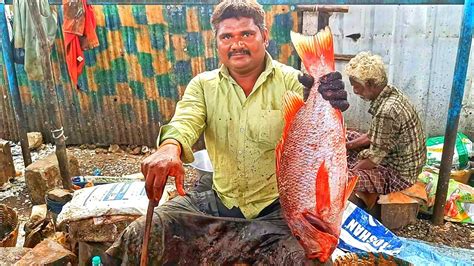 Kasimedu Mr Selvam Red Koduva Fish Cutting In Kasimedu