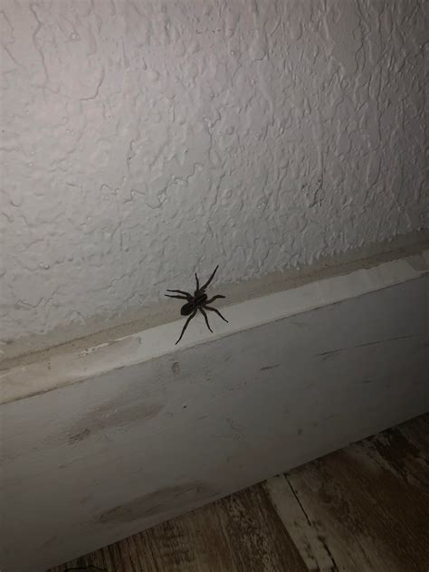 Id This Spider Rwhatsthisbug