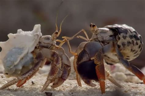 Hermit Crabs Line Up Biggest To Smallest To Exchange Shells And Its