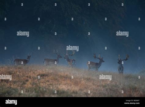 Fallow Deer Dama Dama Stags In Early Morning Mist Stock Photo Alamy