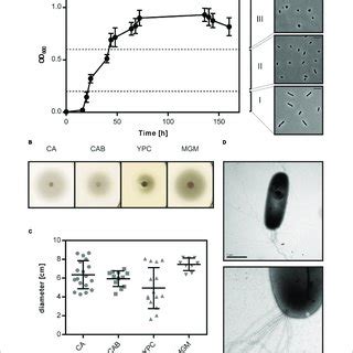 Cell Shape Change And Motility Of Hfx Gibbonsii LR2 5 A Left