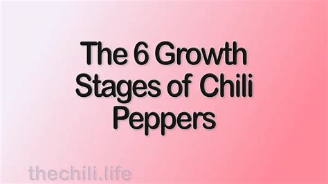 Hot Pepper Plant Growth Stages A Guide For Beginners