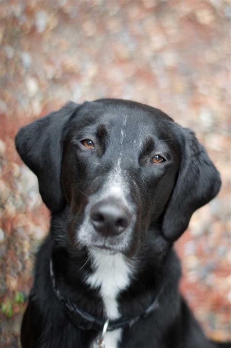 Borador Dog Breed » Everything About Border Collie Lab Mix