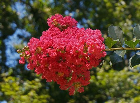 Fotos Gratis Rbol Naturaleza Flor Hoja Florecer Verano Rojo