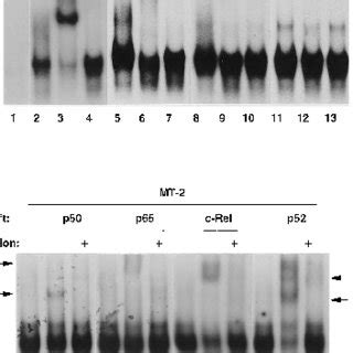 Nf B Binding Activity In Jurkat And Mt Cells Nuclear Extracts Were