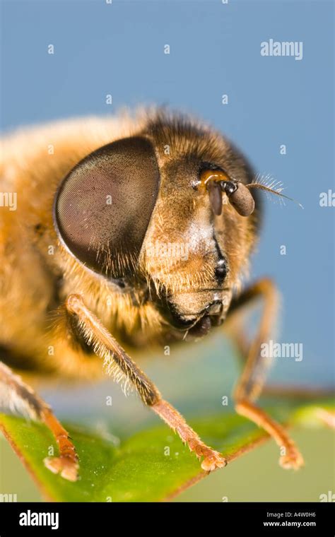 Hover Vertical Vision Watchful Eyesight Sight Stare Legs Hi Res Stock