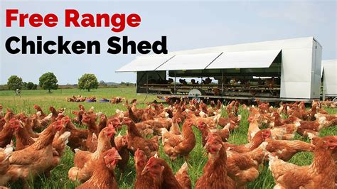 Free Range Chicken Shed Youtube