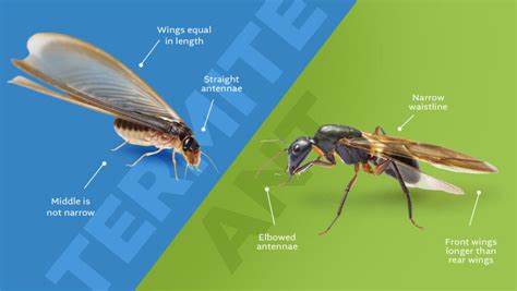 Ants Vs Termites How To Tell The Difference Trapline Pest Solutions