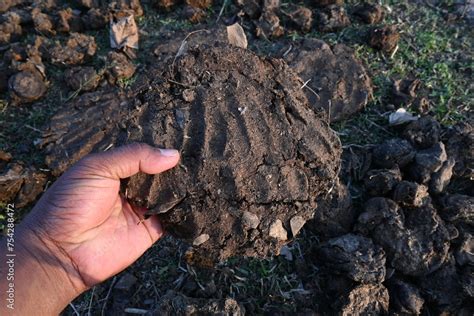 Cow Dung Cakes Or Gobar Upla Its Used As Fuel For Making Food In