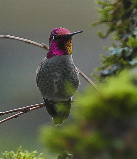 Annas Hummingbird Photograph By Ron Roberts