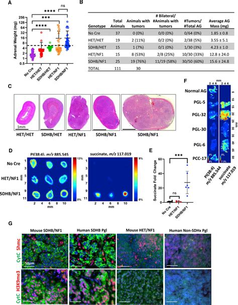 Pheochromocytoma Development In 12 Month Old Sdhb Nf1 Mice A Log 2 Download Scientific