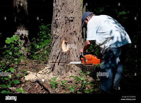 Man Sawing Tree With Chainsaw Stock Photo Alamy