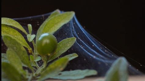 Red Spider Mites Pests And Diseases The Gardener The Gardener