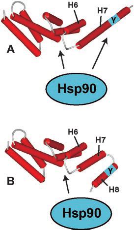 Charge Y Motif In The Juxta Tpr Region Of Human Hsp Binding