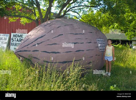 Worlds Largest Pecan Near Brunswick Missouri Stock Photo Alamy