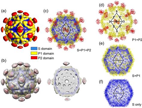 Crystal Structure Of The Human Astrovirus Capsid Protein Journal Of