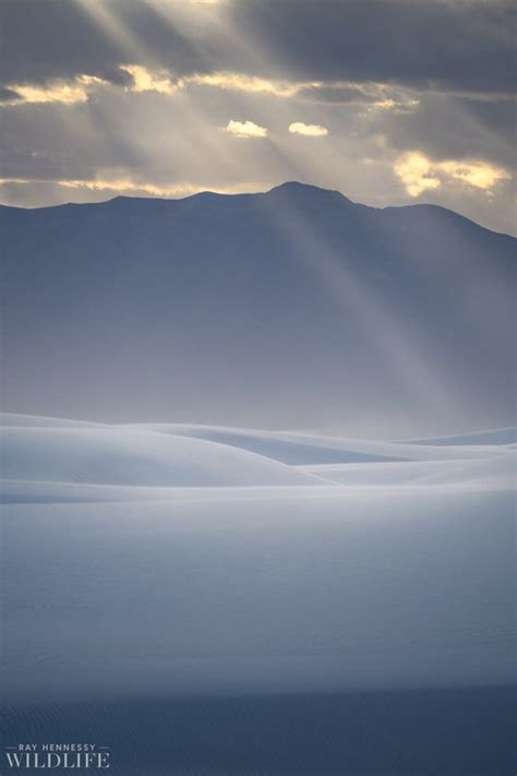 White Sands Sunset — Ray Hennessy Wildlife