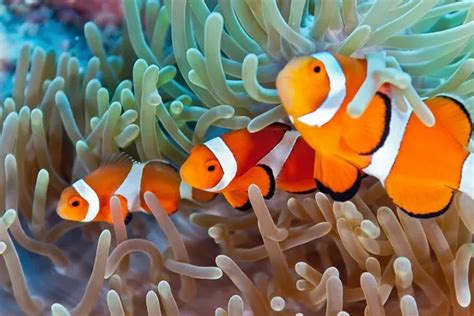 Do Barracudas Eat Clownfish? [What Really Happens]