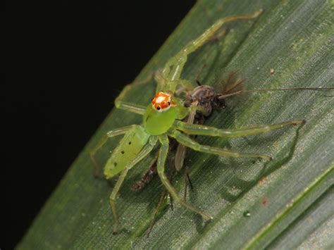 Magnolia Green Jumping Spider Spiders Of Lancer Park · Biodiversity4all