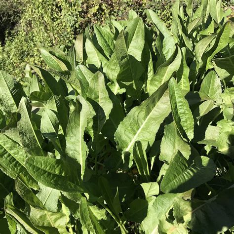 How To Identify And Use Yellow Dock And Its Close Relatives — Wild
