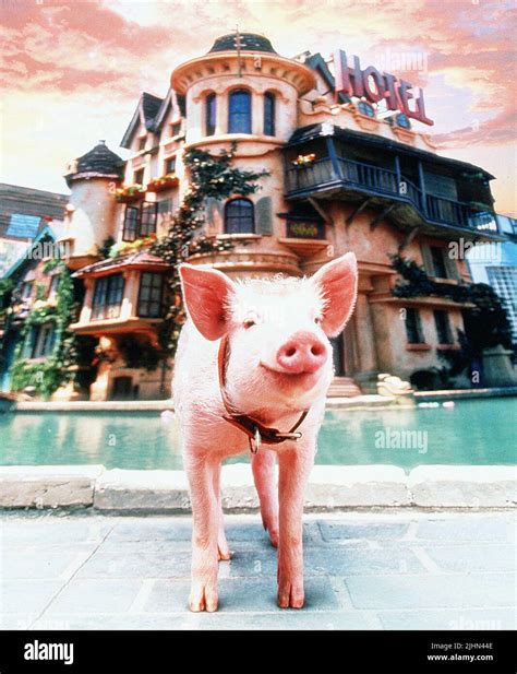 Babe Babe Pig In The City 1998 Stock Photo Alamy