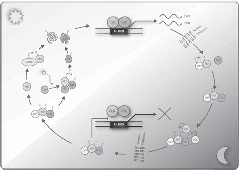 2. Schematic diagram of the molecular clock. During the day, the ...