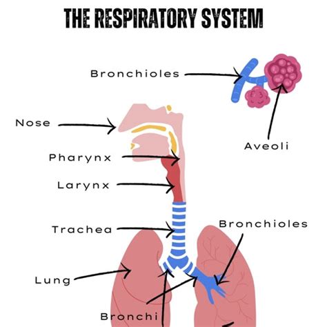 Stream S1 W6 SCIENCE Respiratory System By BLA Series 1 Listen