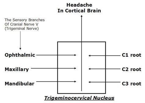 Whiplash Injury And Cervicogenic Headache