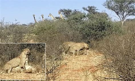 Cheetahs Spotted Having Threesome As Two Males Mate With Female In Incredibly Rare Sighting