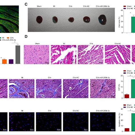 Mesenchymal Stem Cells Mscs Extracellular Vesicles Evs Effectively